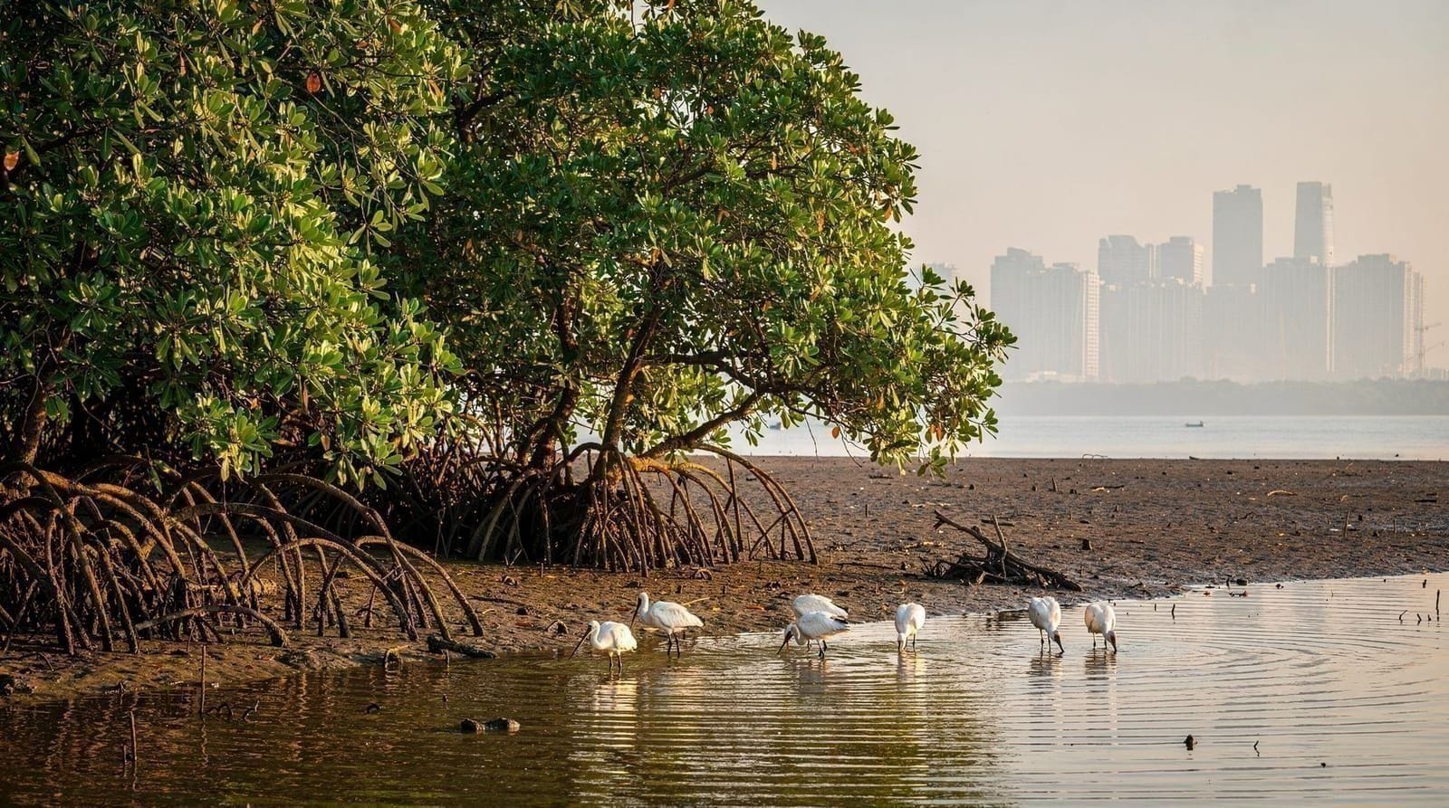 Shenzhen Bay and mangrove nature: Futian reserve and coastal parks